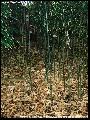 <i> Phyllostachys humilis</i> 