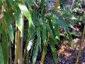 <i> Phyllostachys humilis</i> 