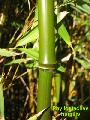 <i> Phyllostachys humilis</i> 