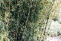 <i> Phyllostachys humilis</i> 