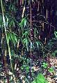 <i> Yushania maculata</i> 