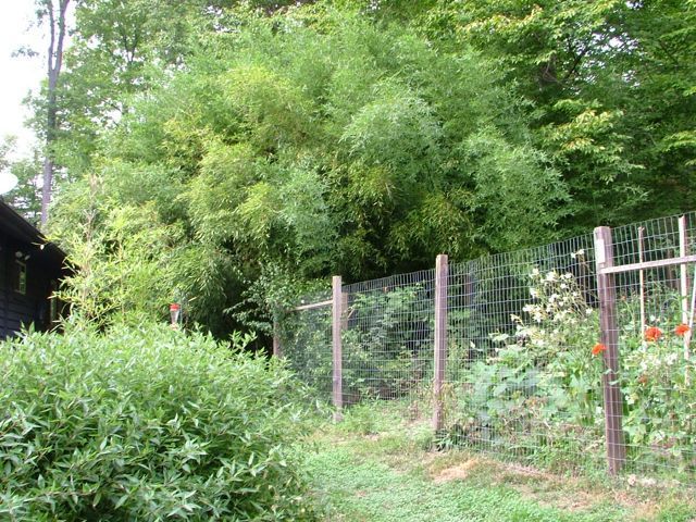<i> Phyllostachys bissetii</i> 