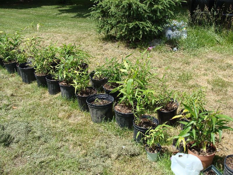 <i> Phyllostachys heteroclada</i> 