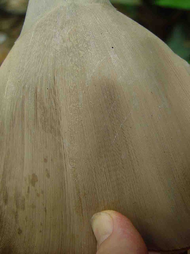 <i> Bambusa ventricosa</i> 