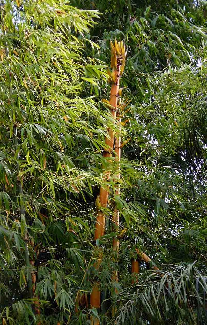 <i> Bambusa vulgaris</i> 