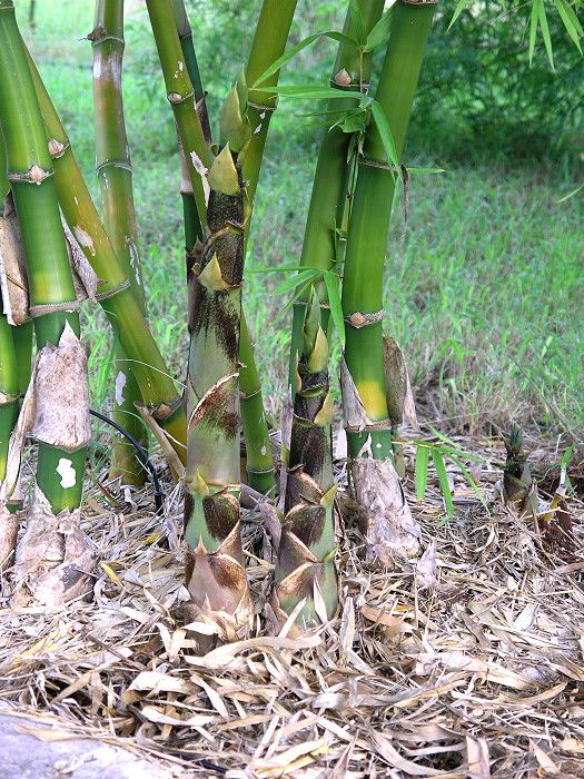 <i> Bambusa vulgaris</i> 