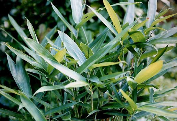 BambooWeb - photos and Information pg4528