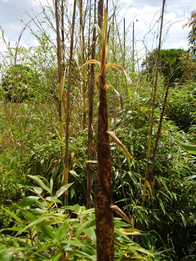 <i> Phyllostachys bambusoides</i> 'Castillon'